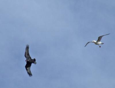 Прикрепленное изображение: DSCF6166.jpg